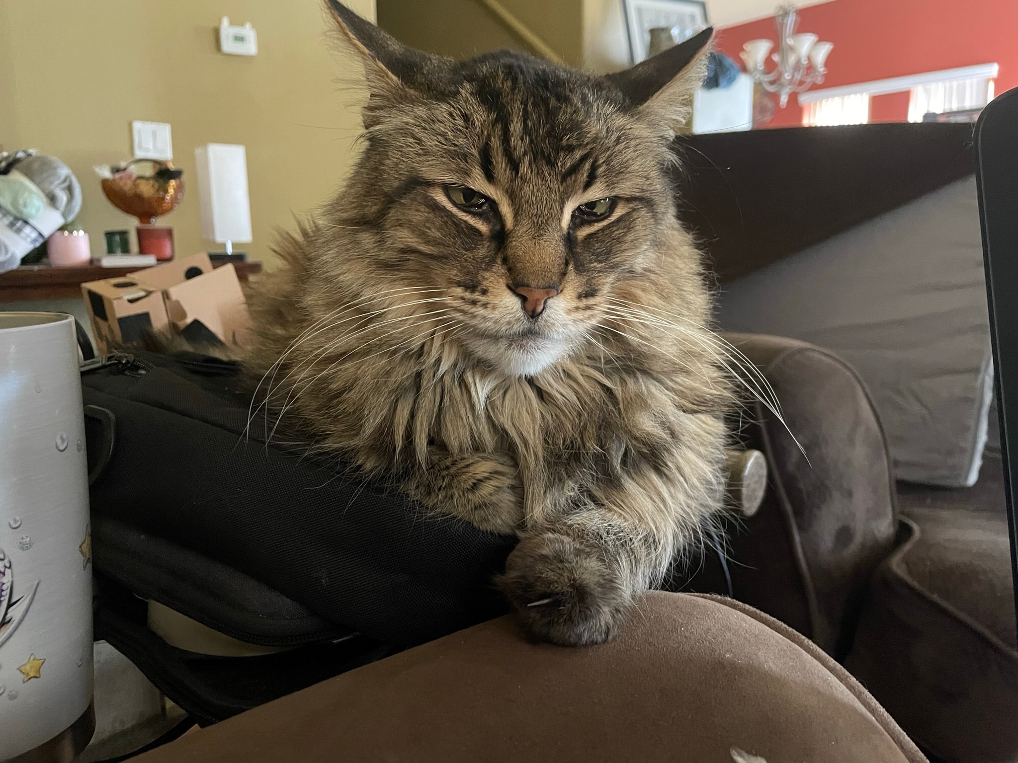 King Tiger on the couch, serious look