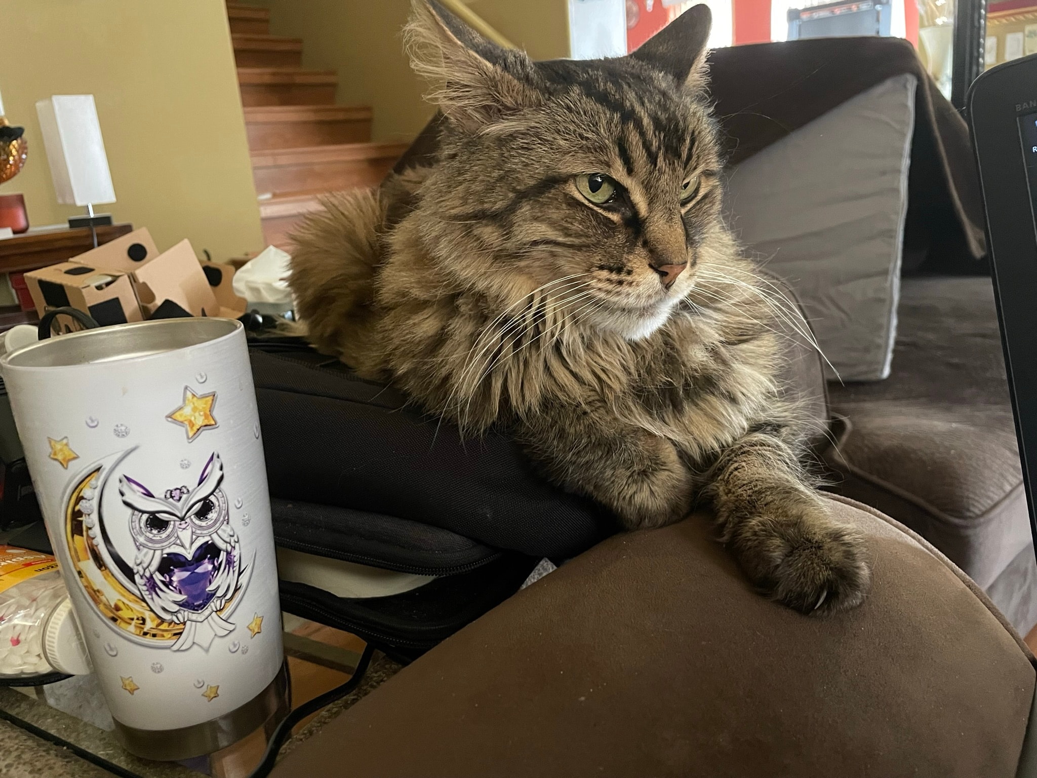 King Tiger next to an owl mug, looking at camera