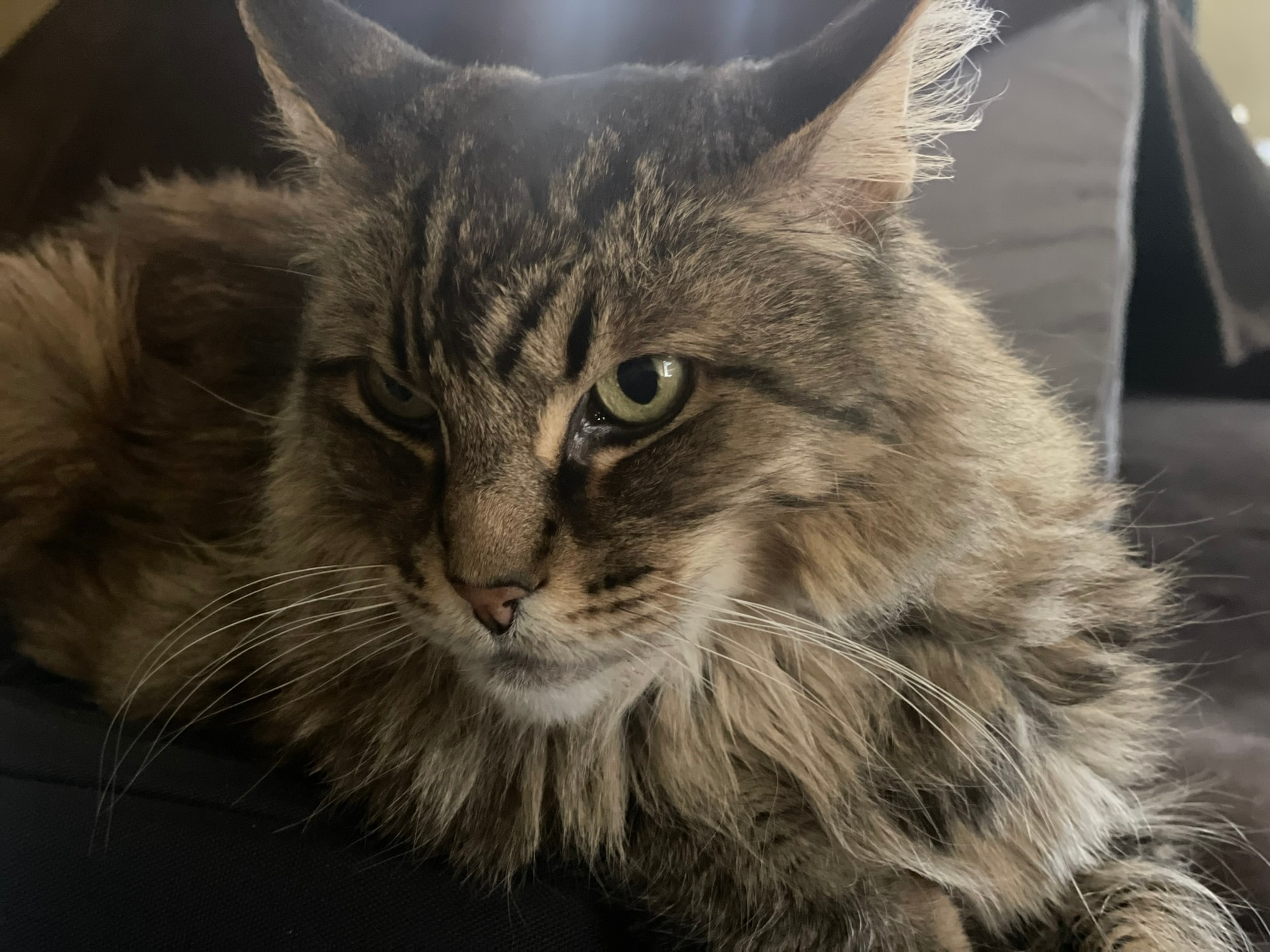 King Tiger looking into the distance