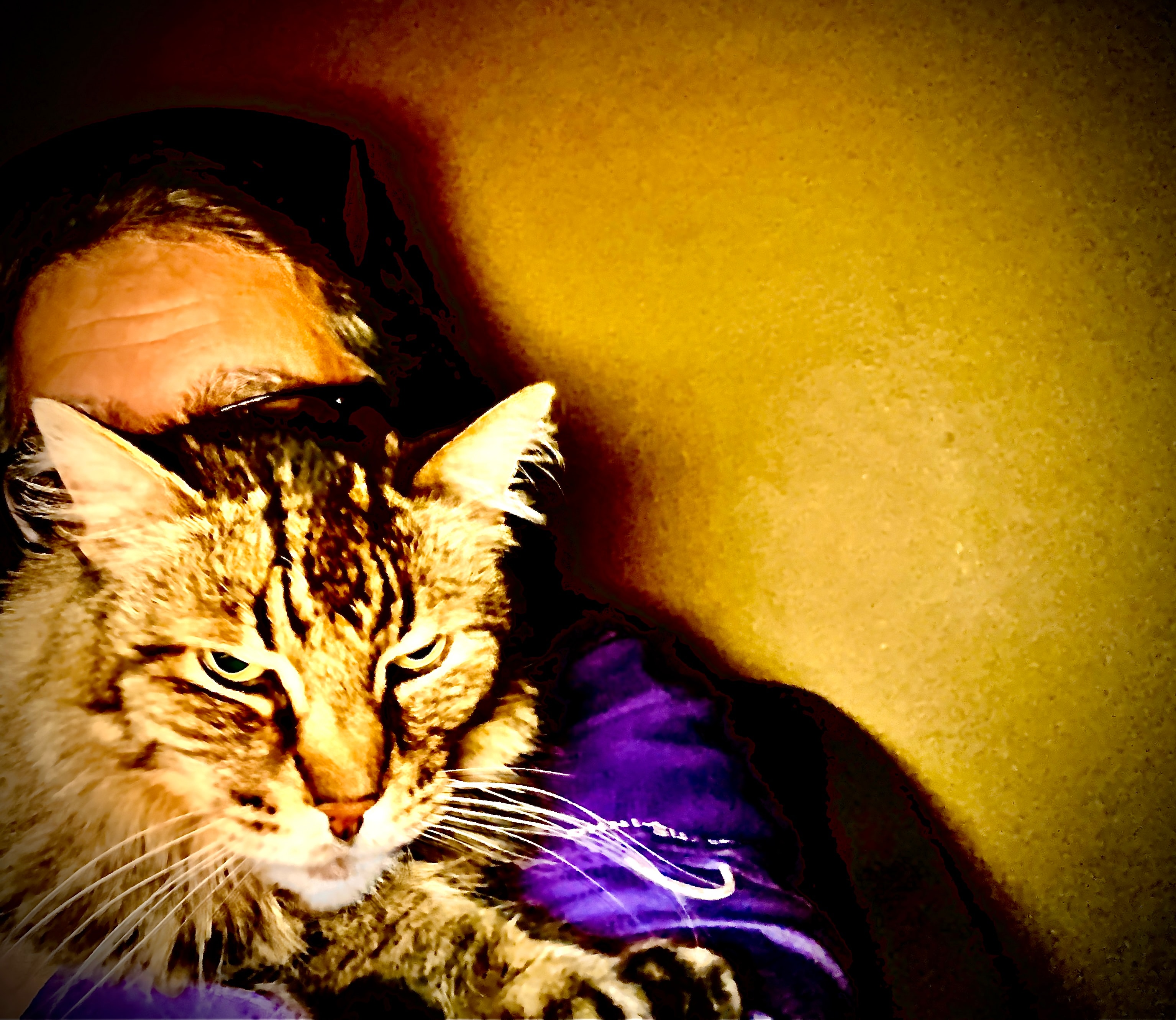 King Tiger with sunglasses