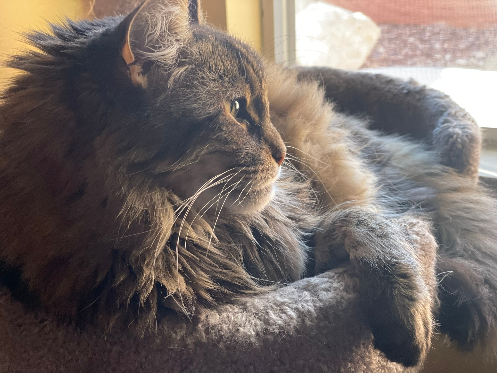 King Tiger resting in the sun
