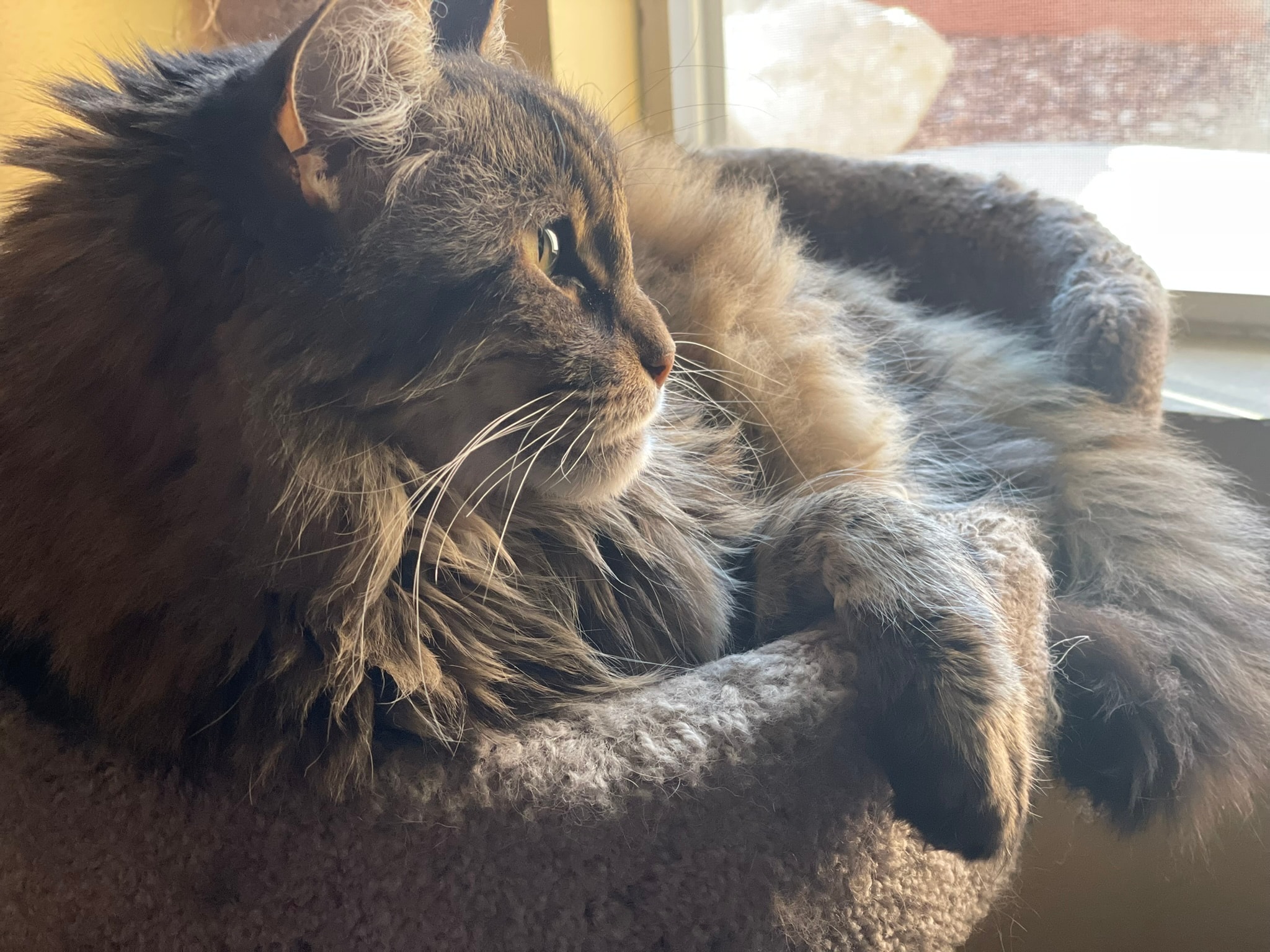 King Tiger by the window