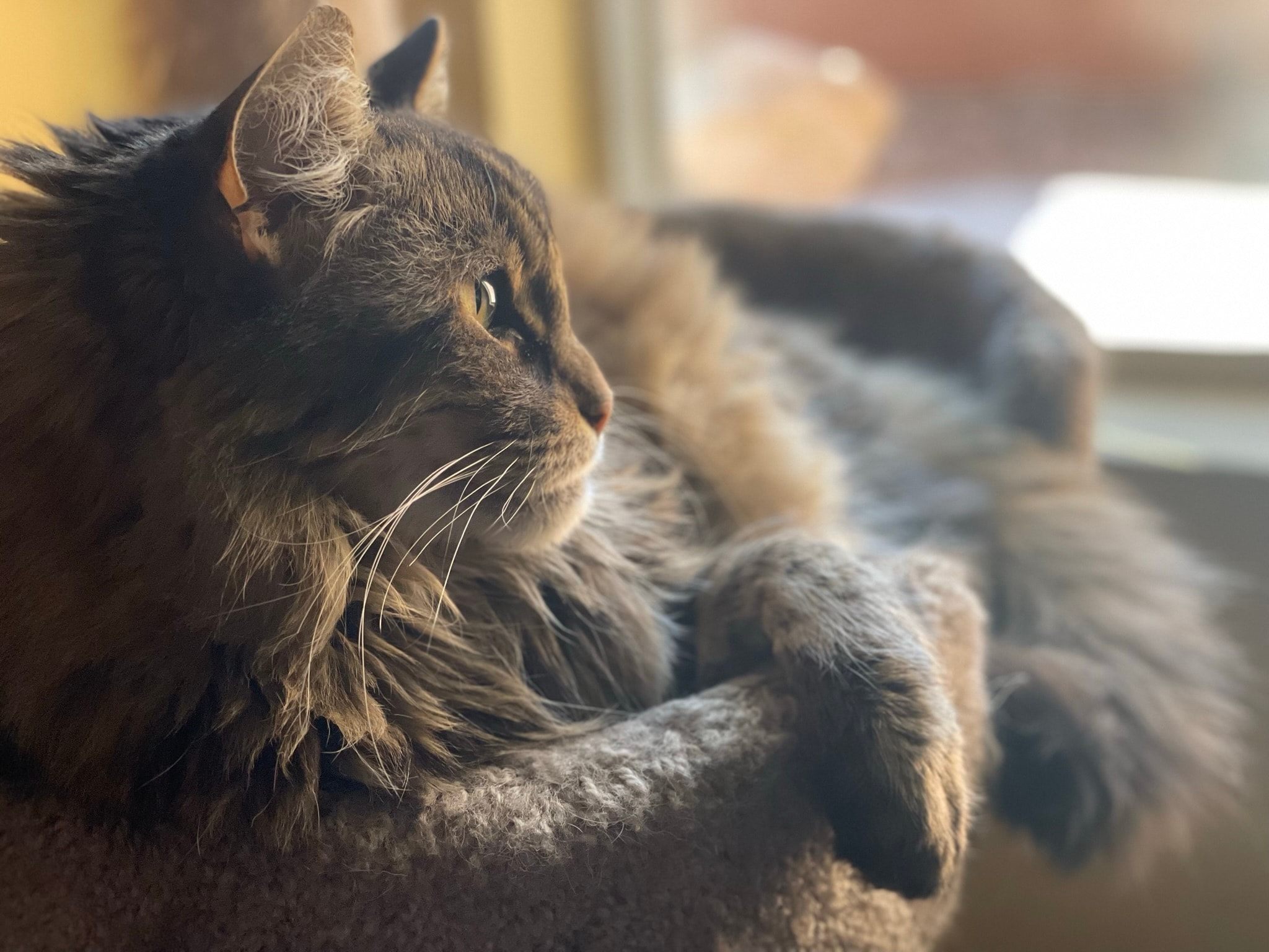 King Tiger in golden light