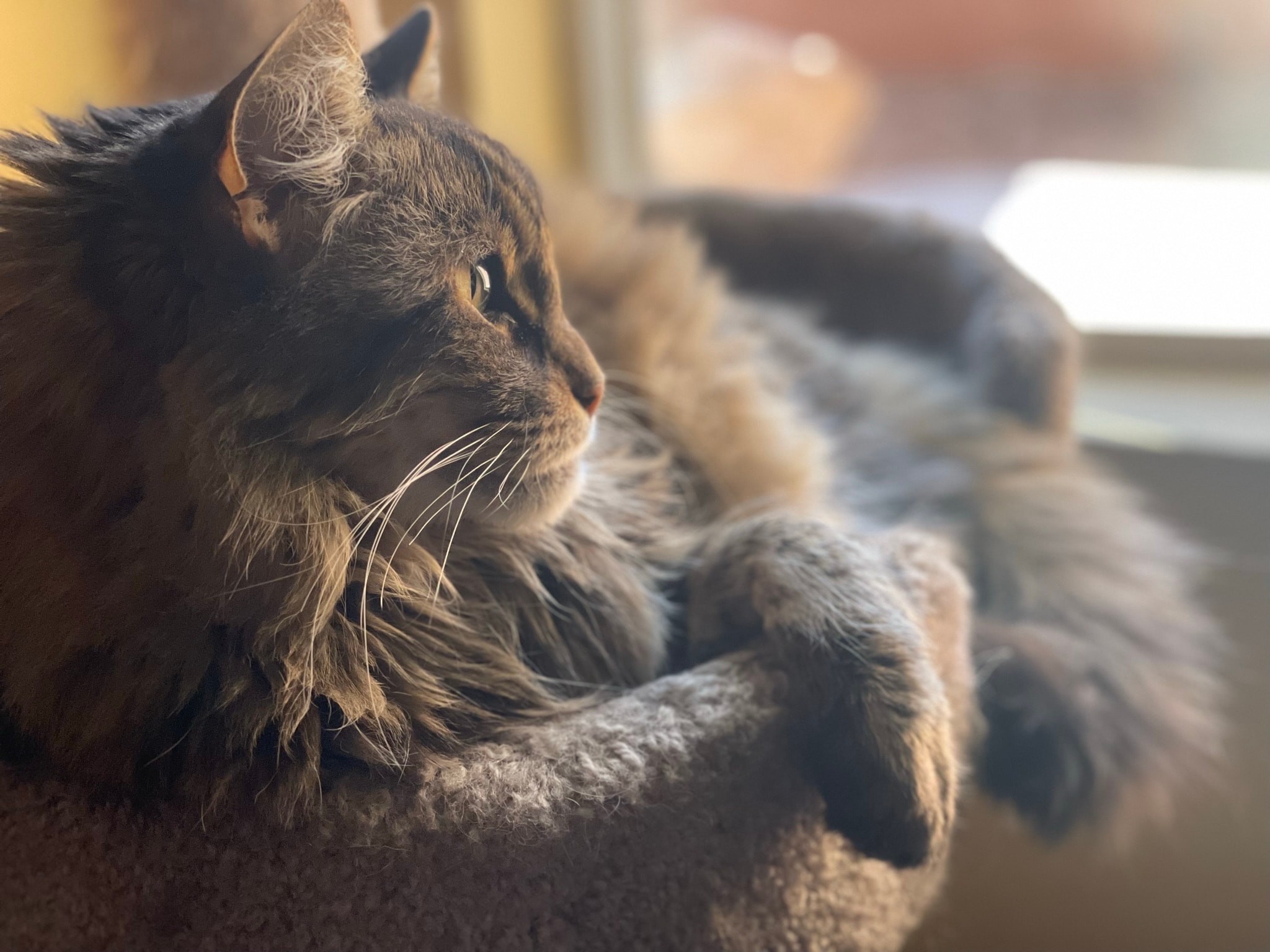 King Tiger in warm afternoon light
