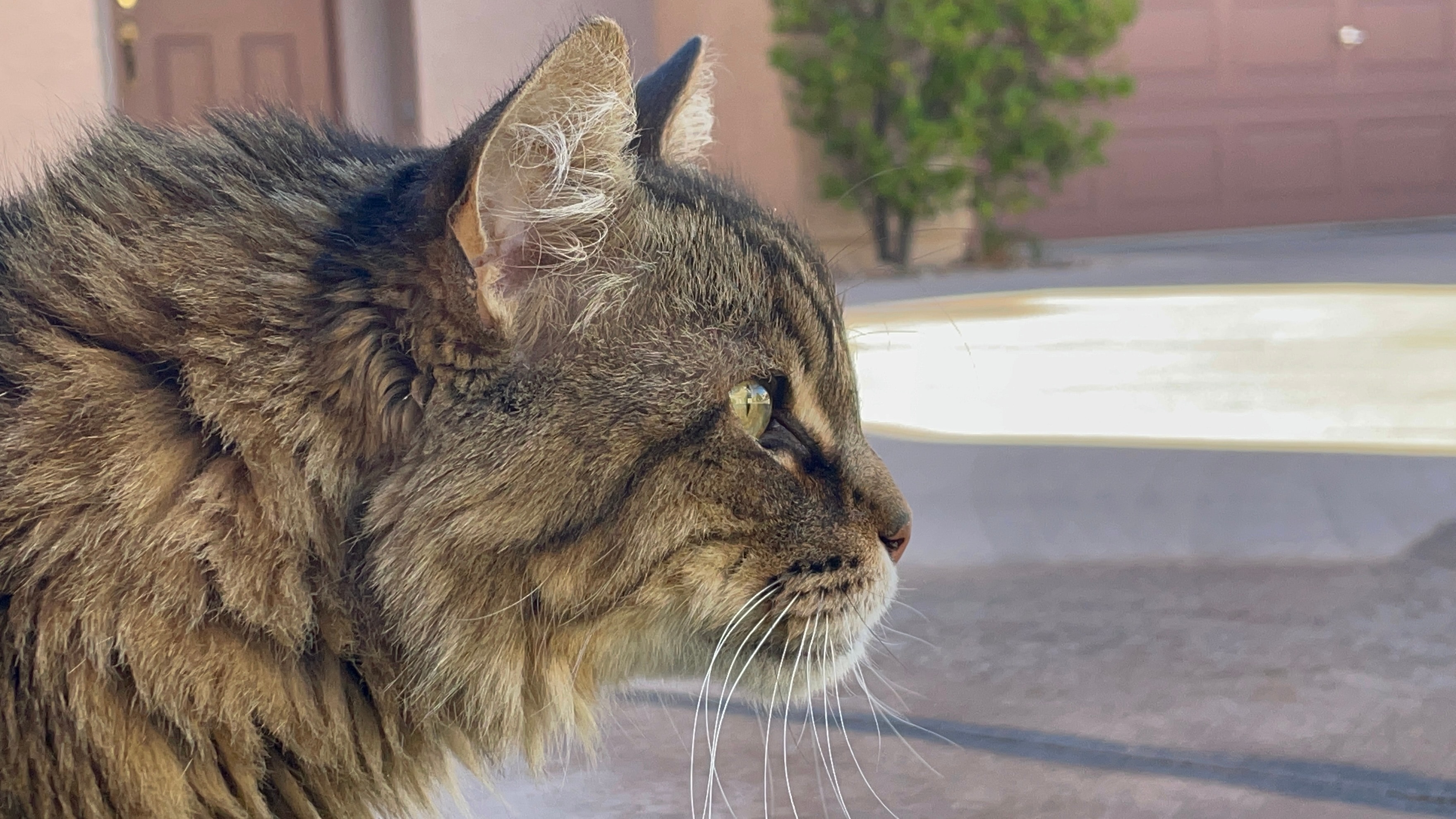 King Tiger in profile outdoors