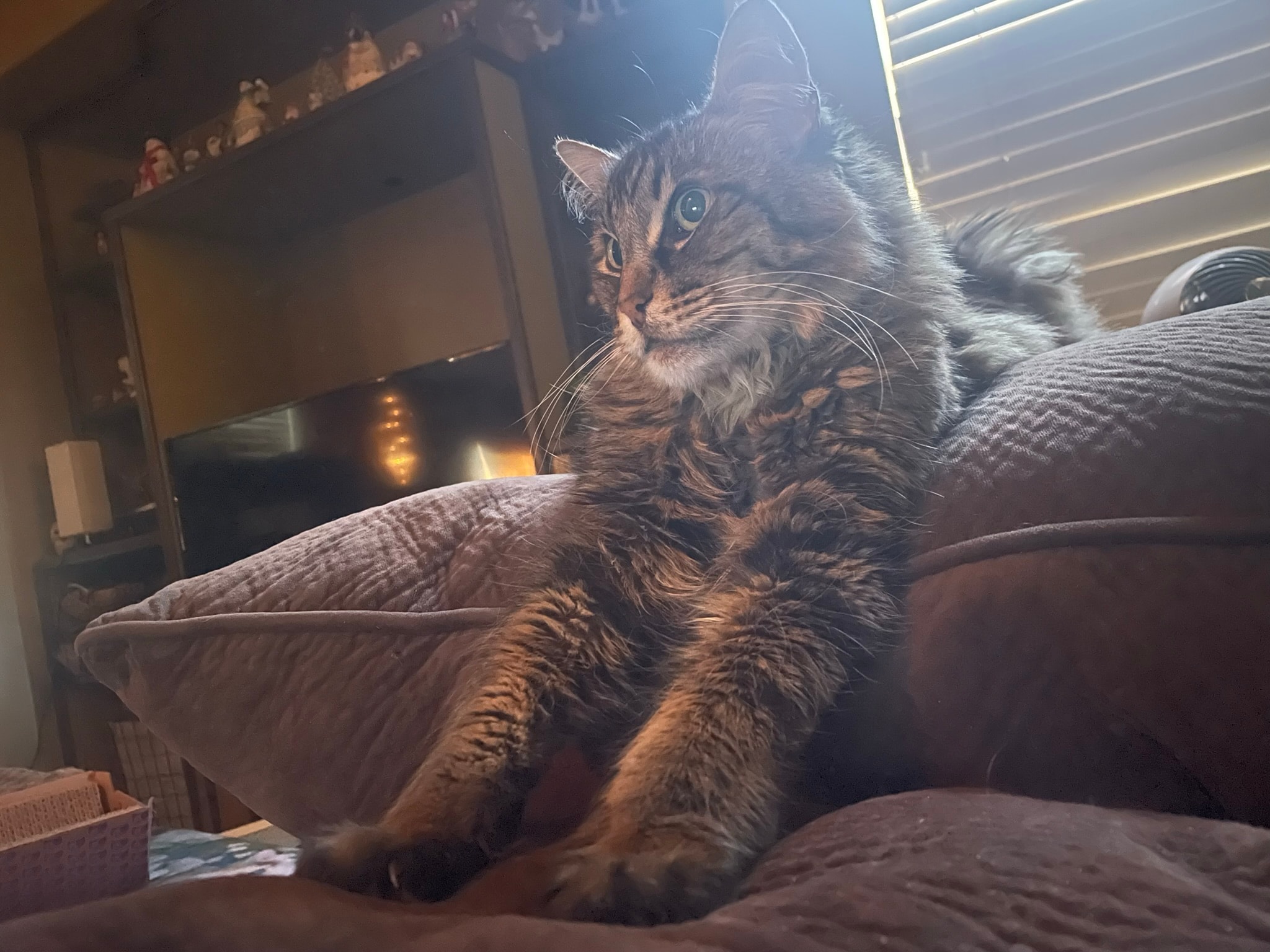 King Tiger resting on cushions