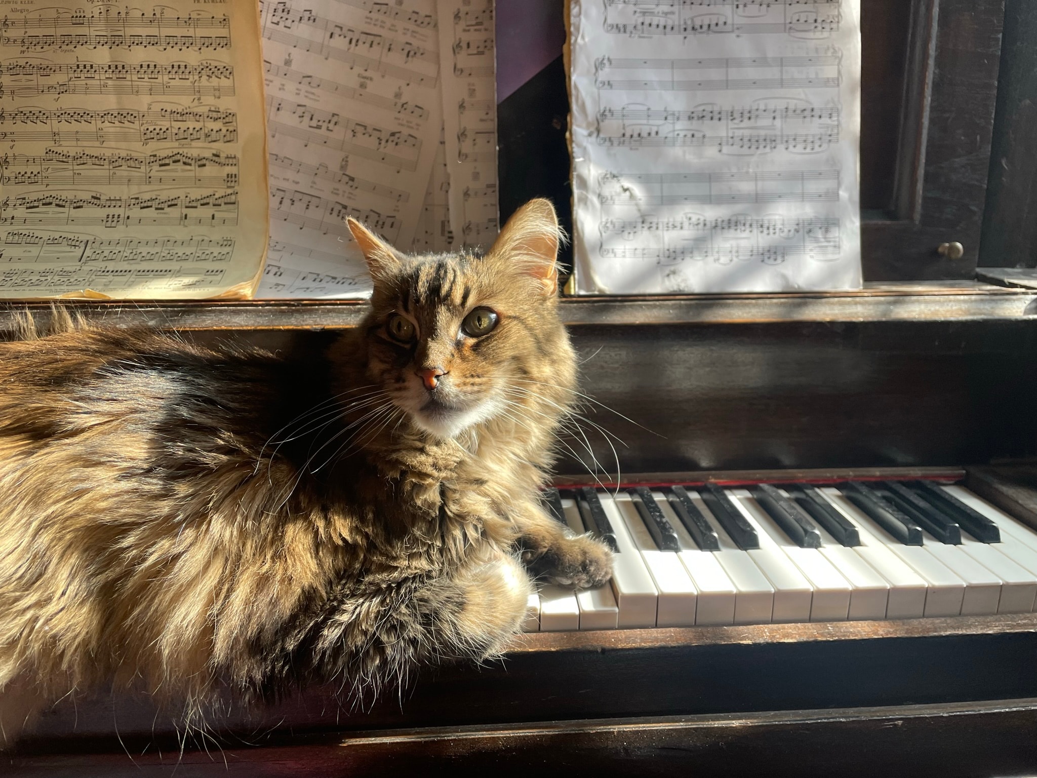 King Tiger on the piano