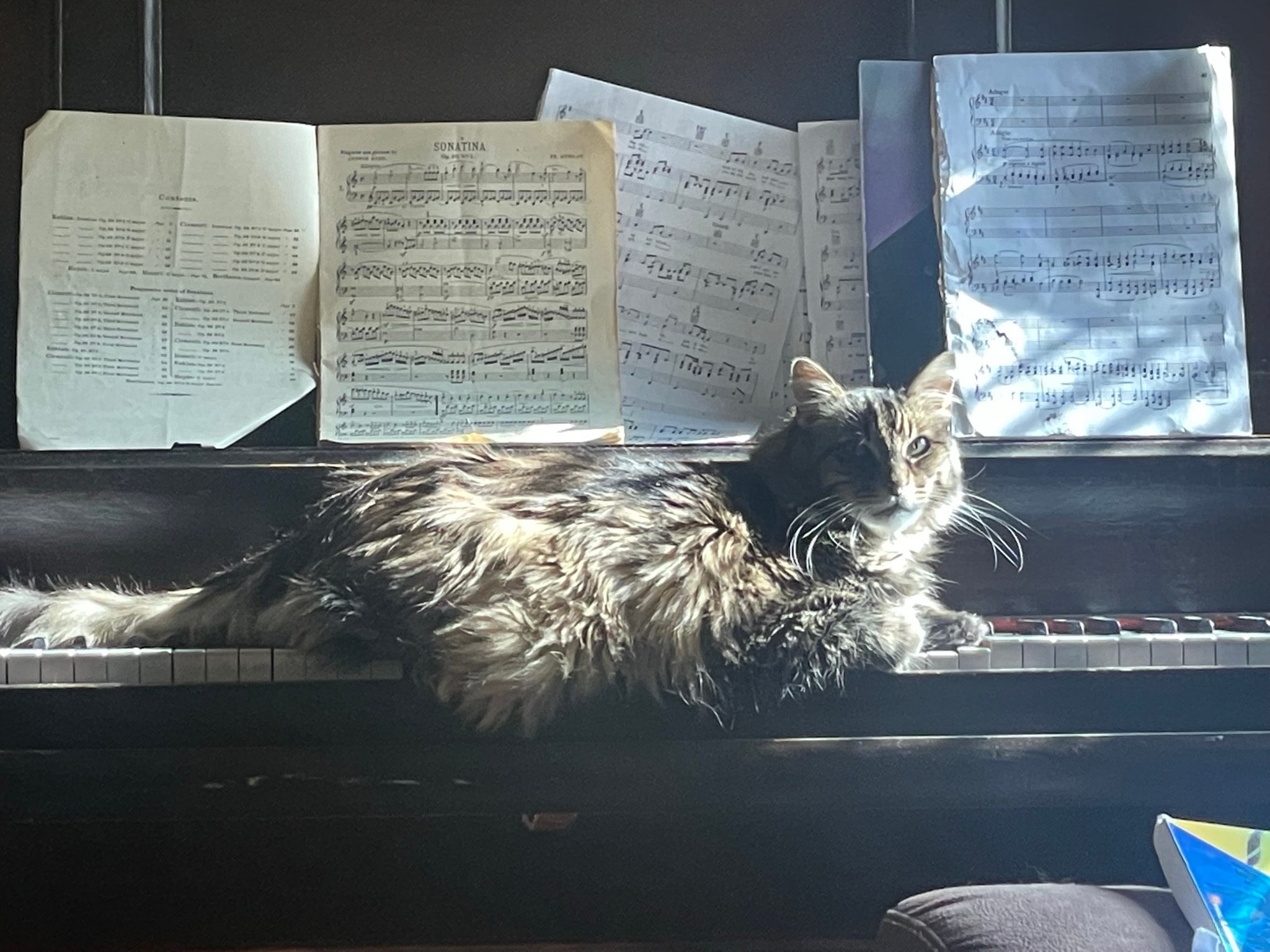 King Tiger on the piano with sheet music