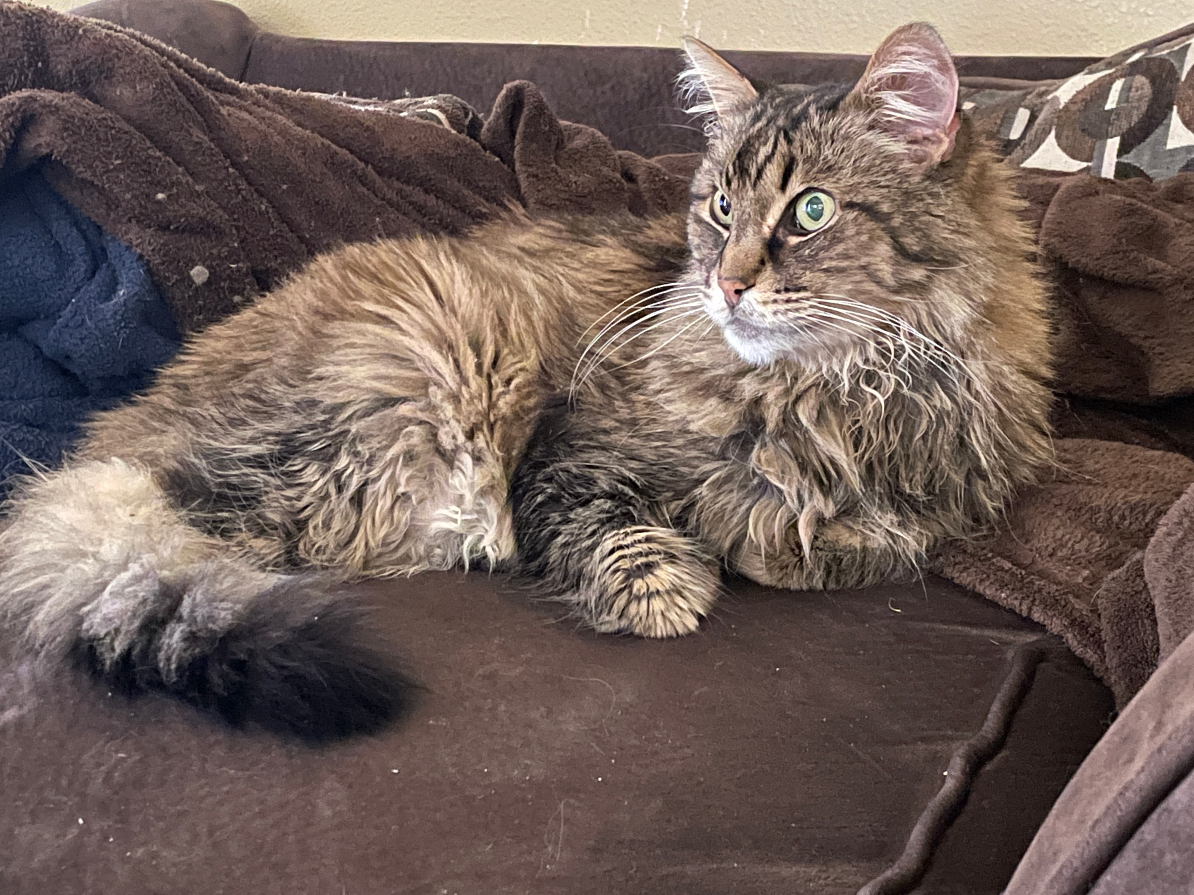 King Tiger on the couch with bright eyes