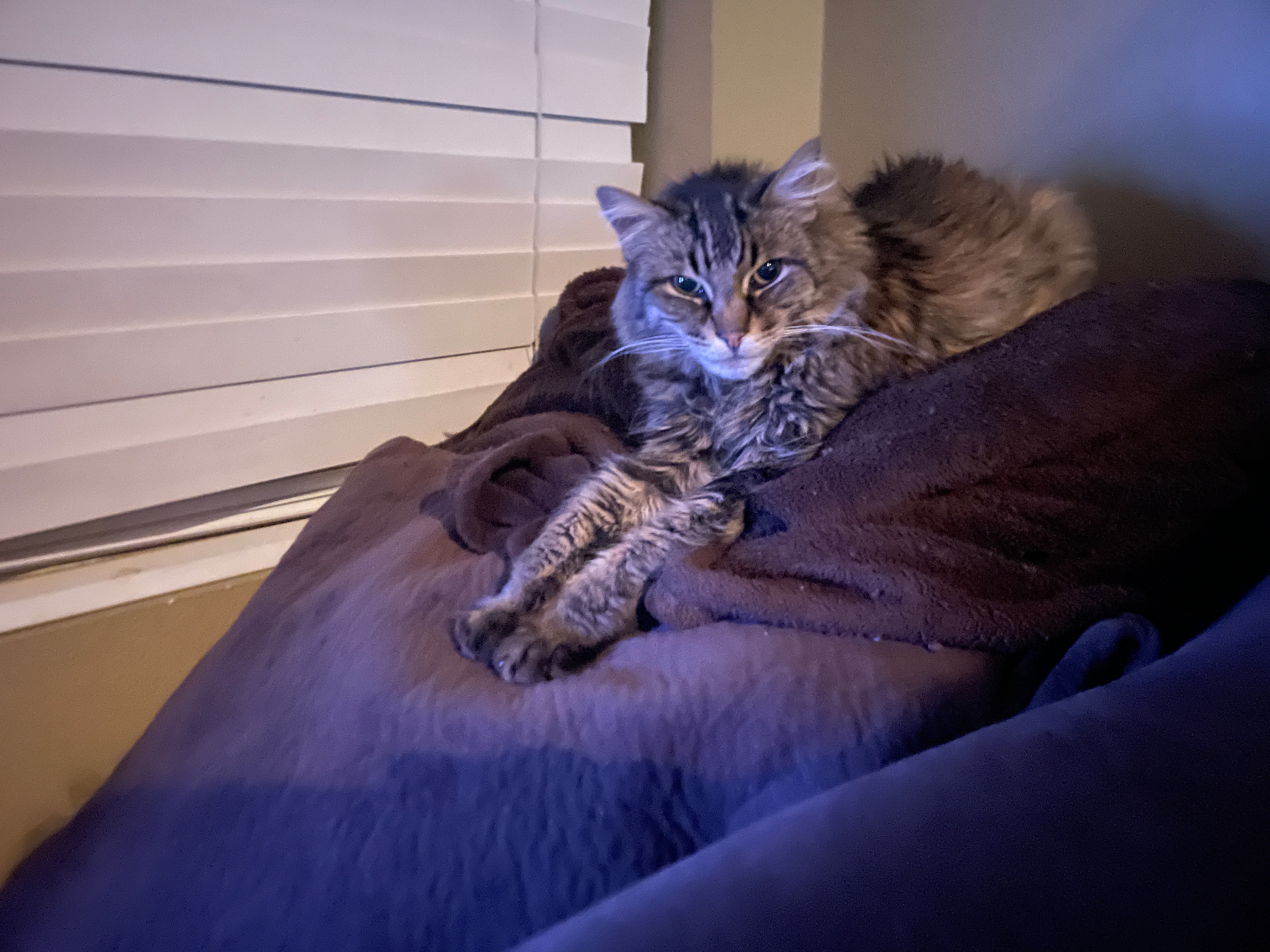 King Tiger resting by the window at night