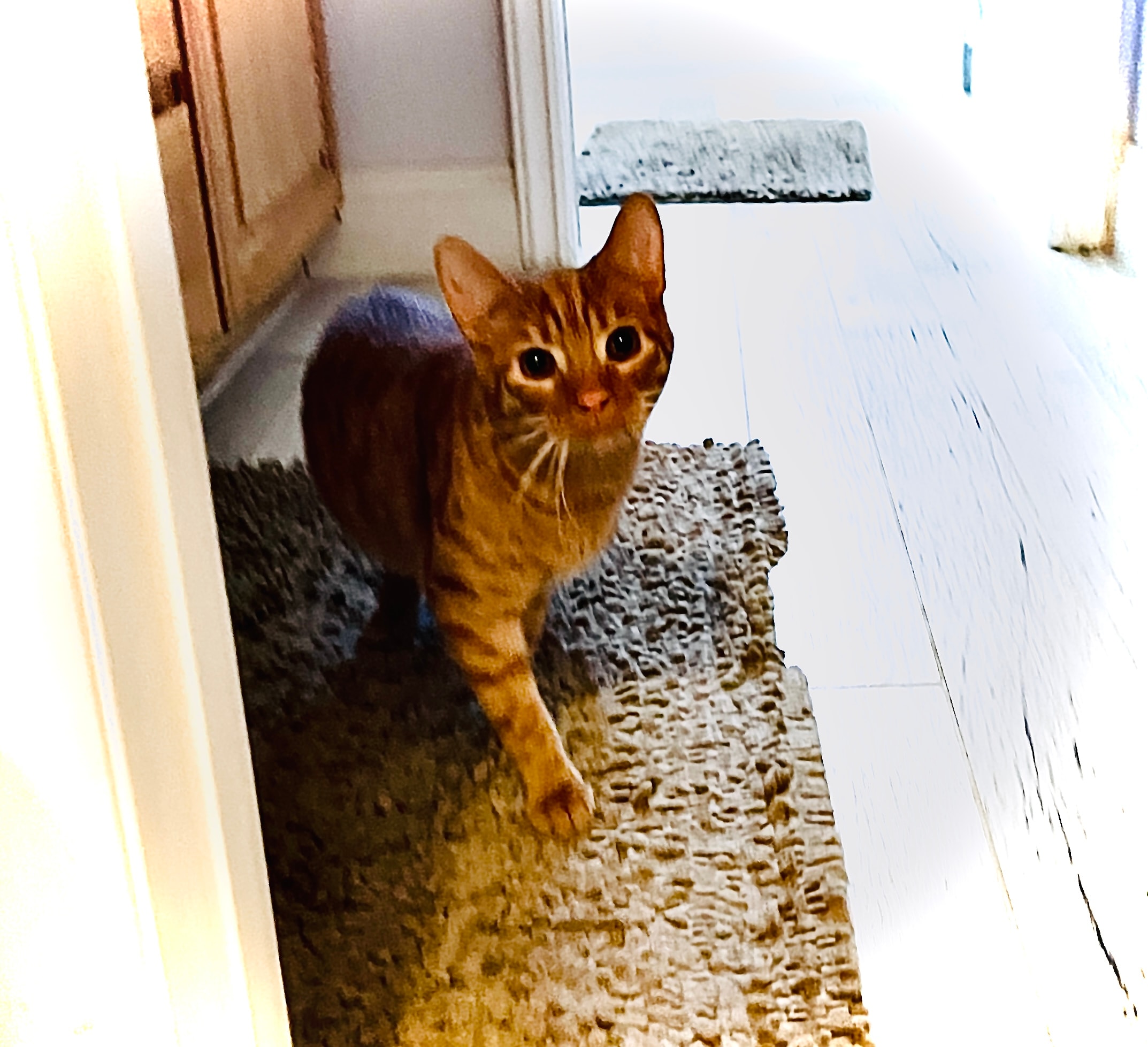 King Tiger in the hallway