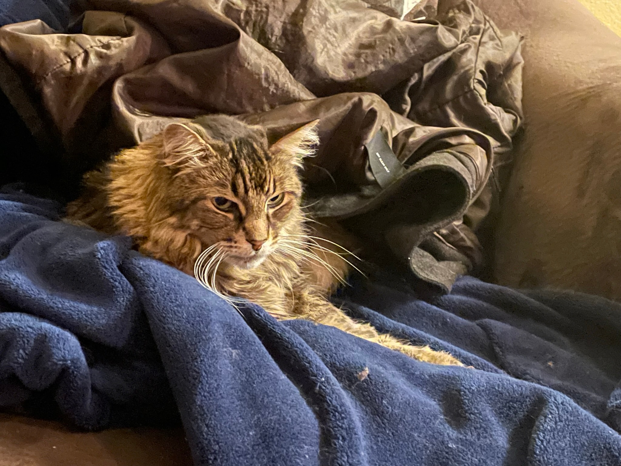 King Tiger resting in blankets