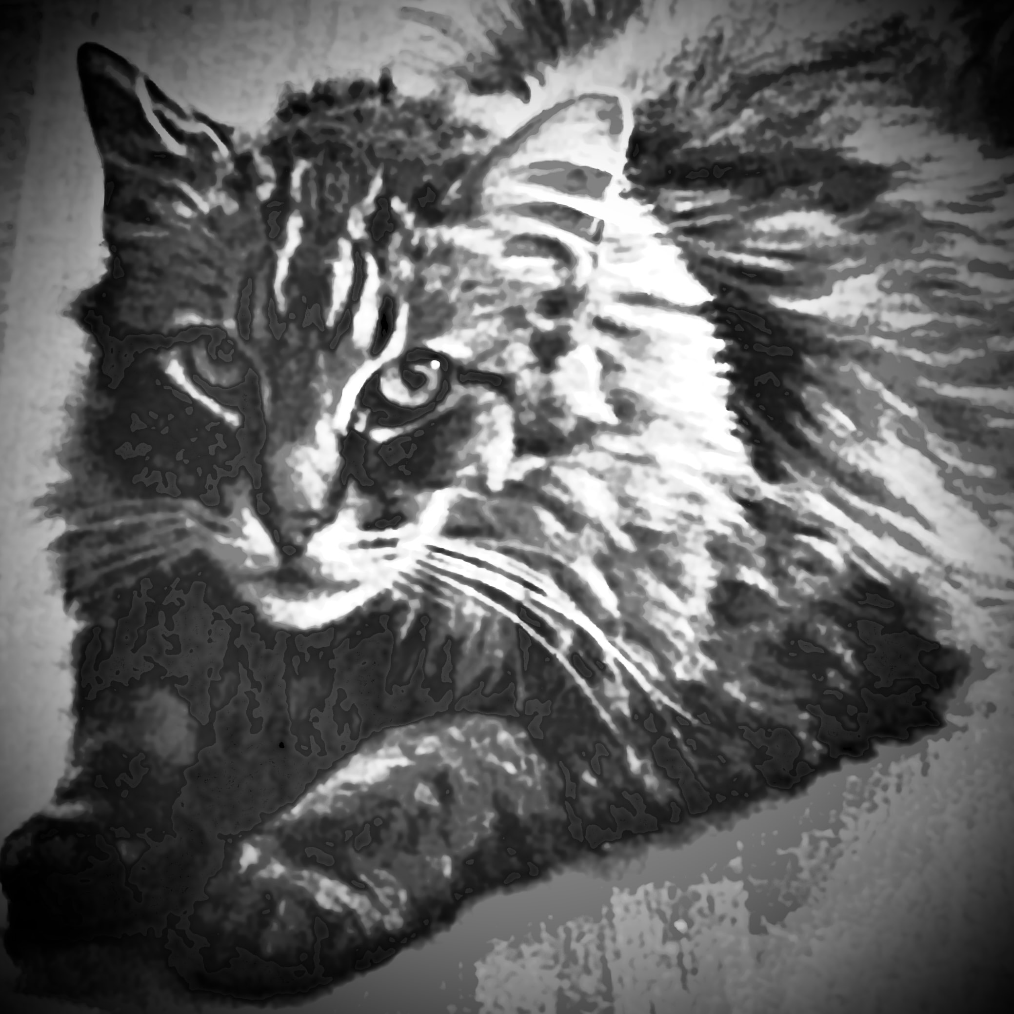King Tiger artistic black and white portrait