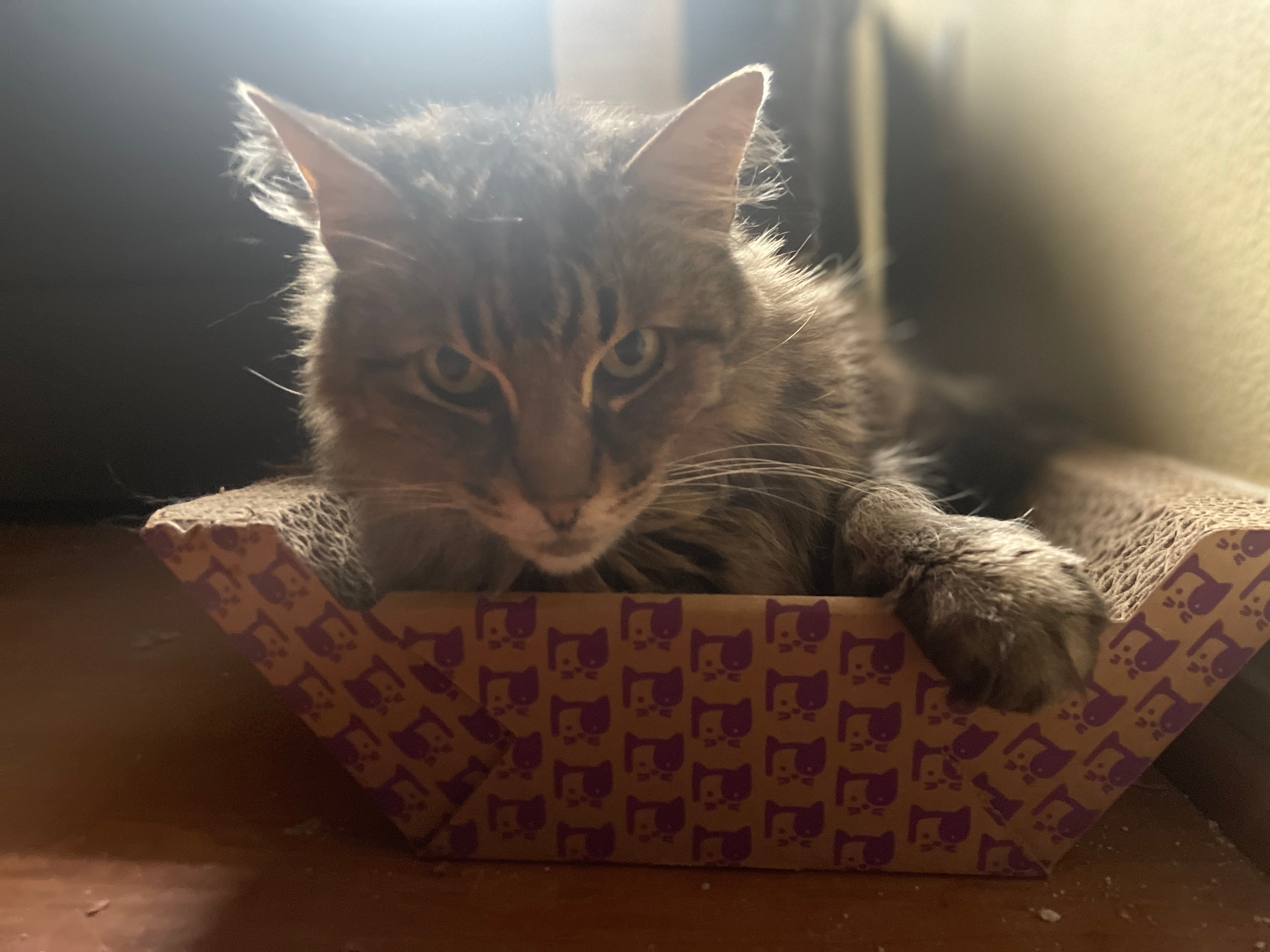 King Tiger in his cat scratcher box, looking straight ahead