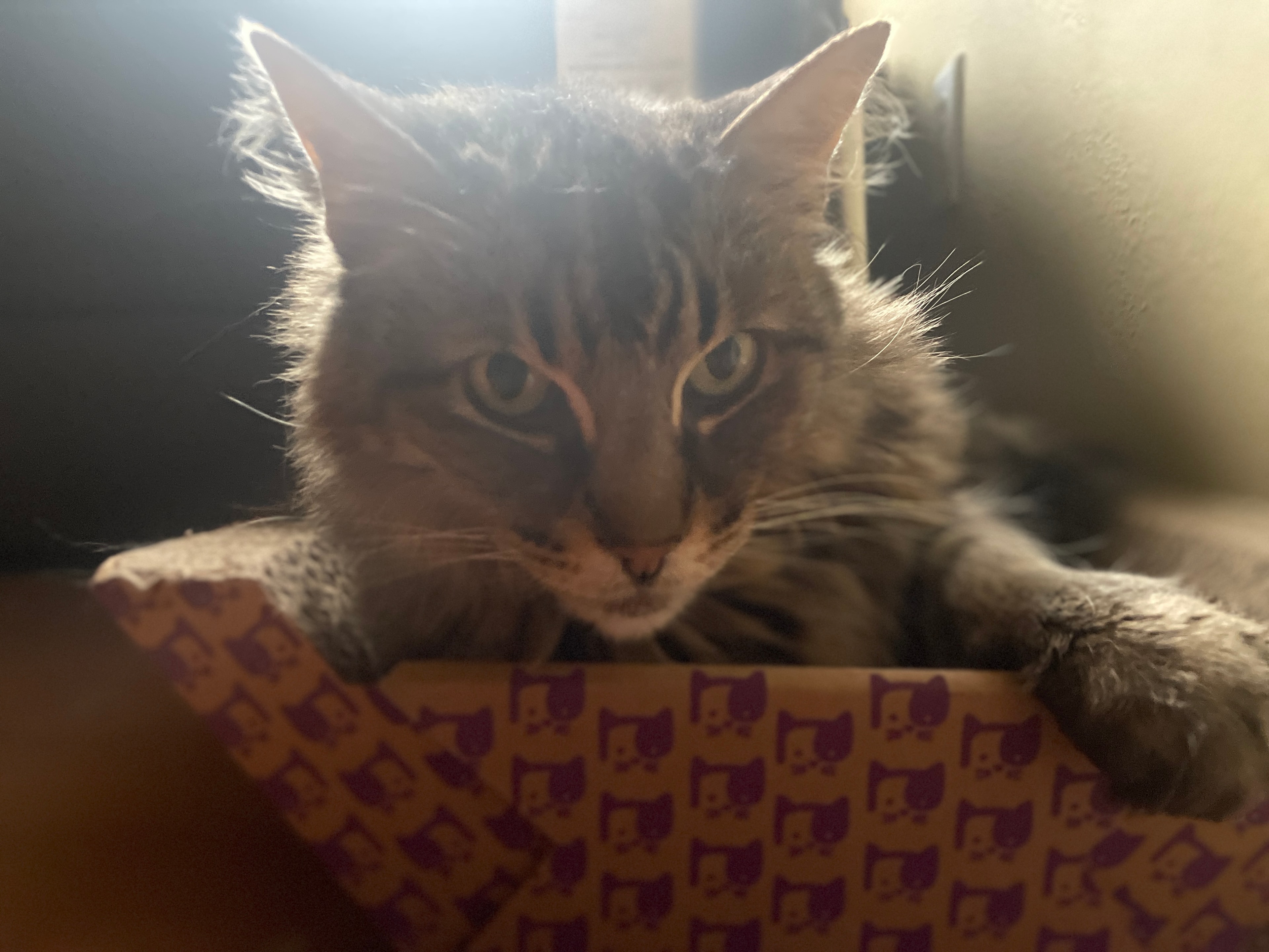 King Tiger in his box, looking up