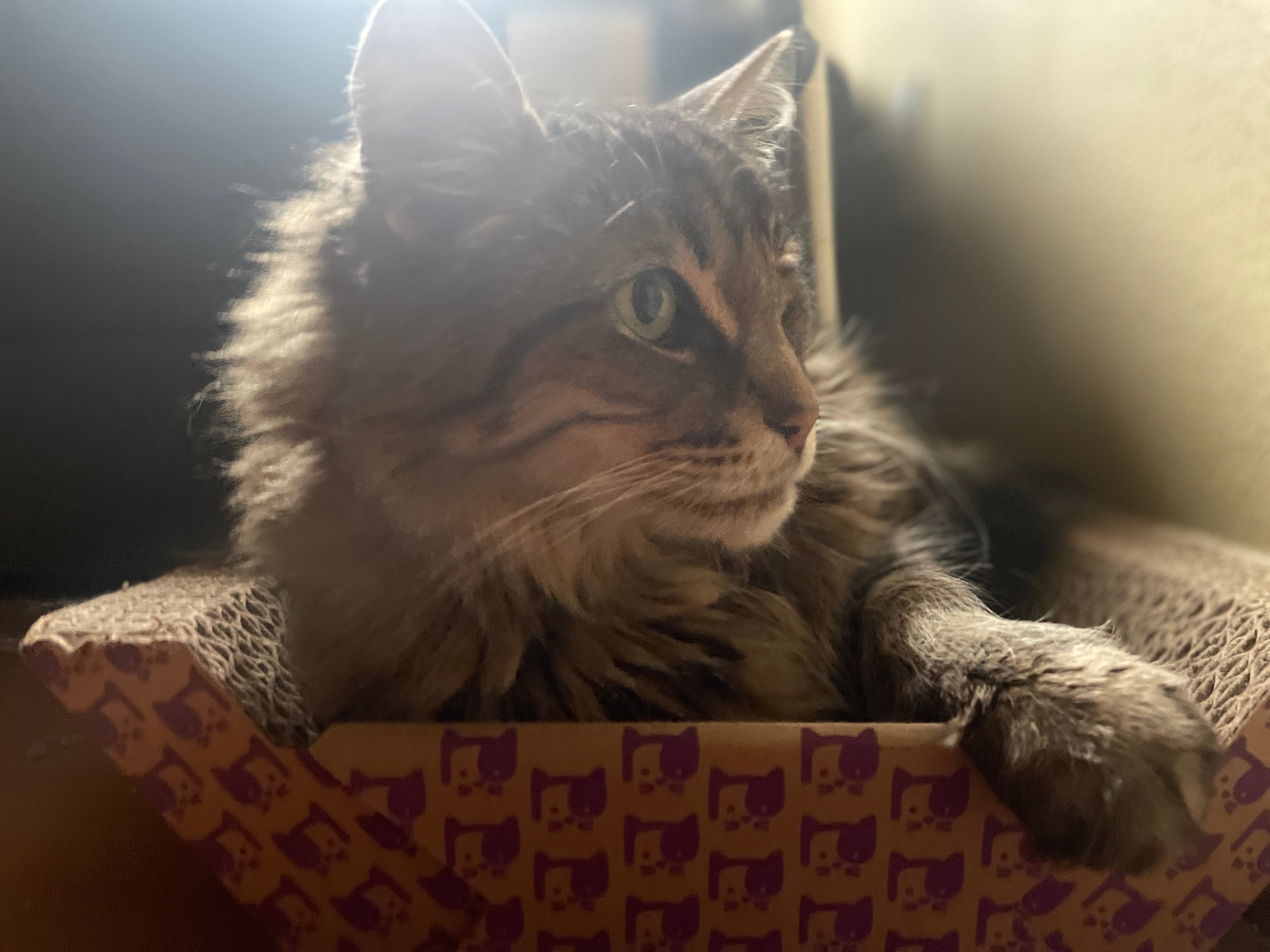 King Tiger in his box, looking to the side