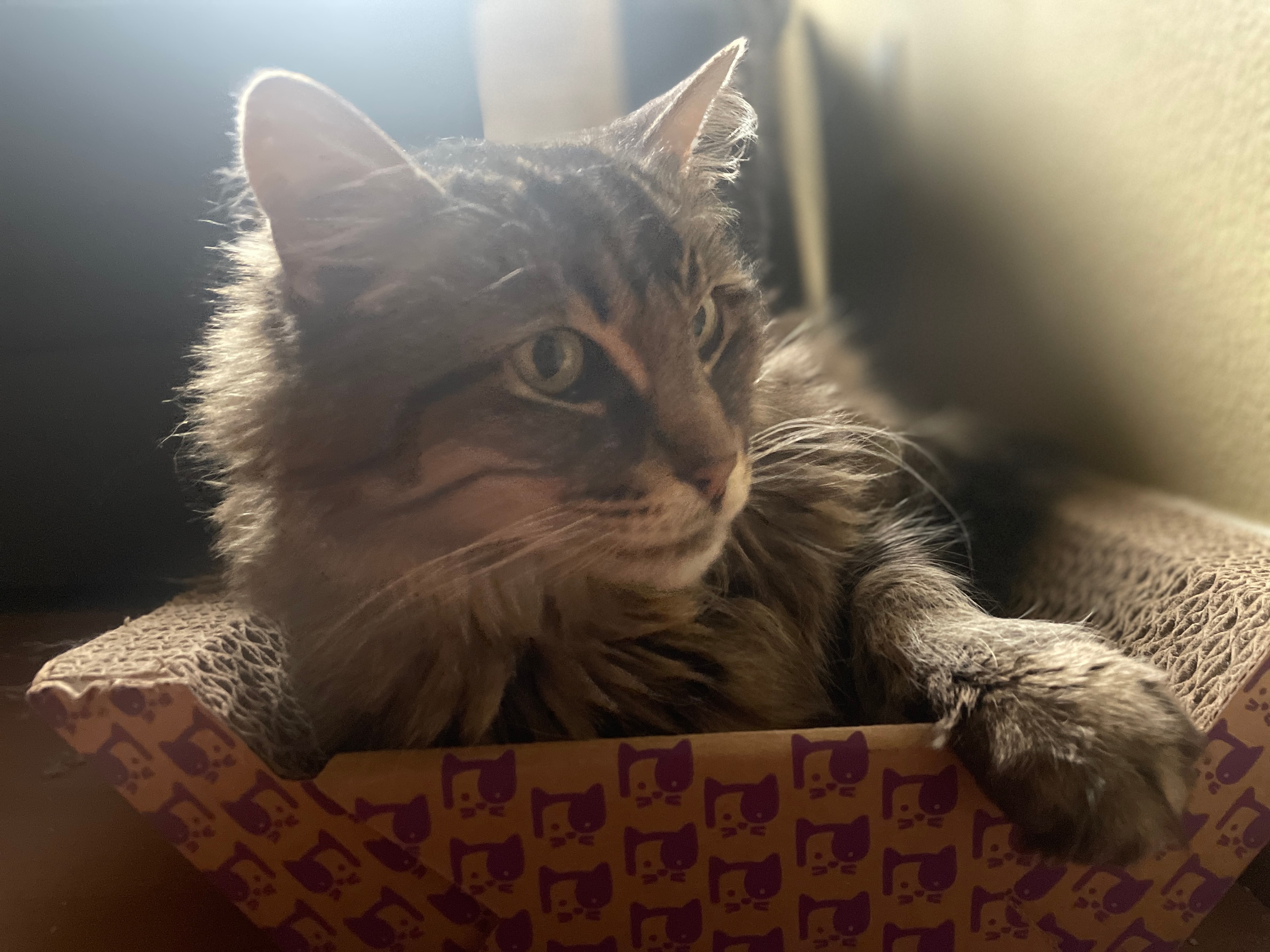 King Tiger in his box, looking forward