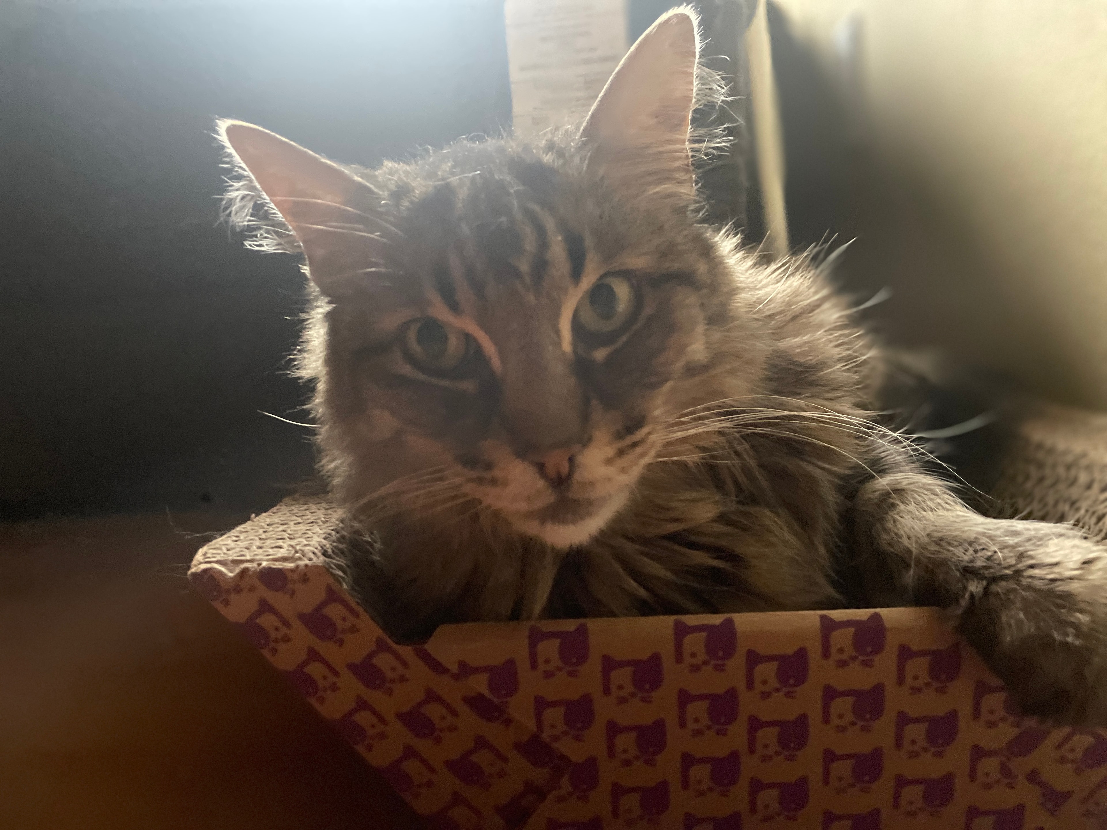 King Tiger in his box, soft focus