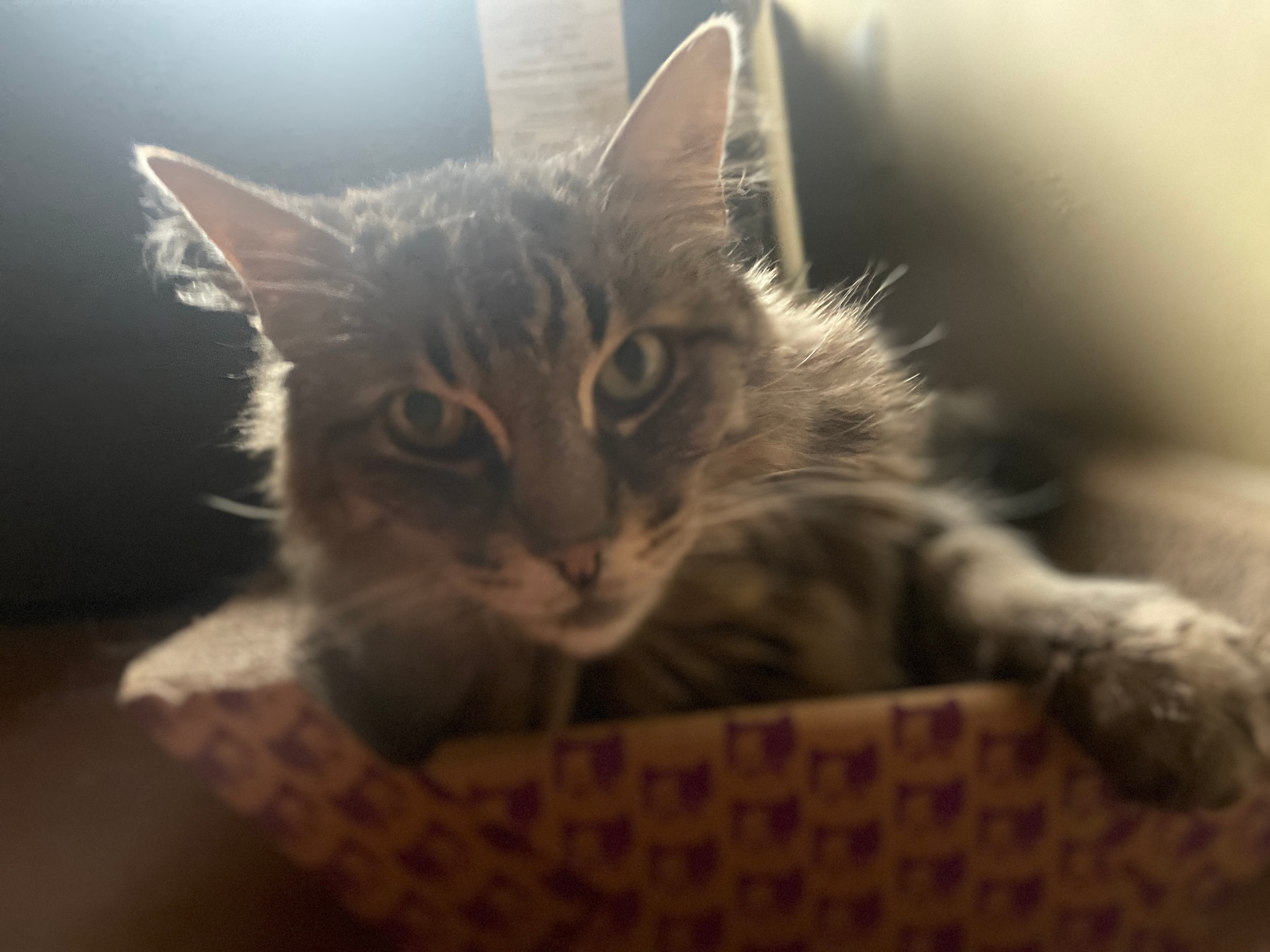 King Tiger resting low in his box